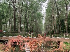 -合肥滨湖国家森林公园