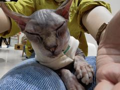 -藏猫猫咖啡主题馆(中央大道店)