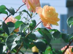 -中关村生命科学园