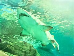 -上海海洋水族馆
