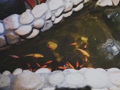 -馬蘭花開(车站大道店)