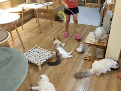 -滚猫咖啡·猫咖·猫友好撸猫(未来城店)