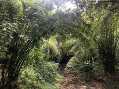 -川西竹海景区
