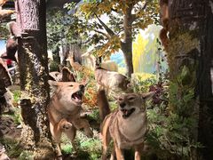 -陕西自然博物馆