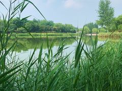 -大兴滨河森林公园