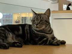 -李小姐の猫咖啡馆(五角场店)