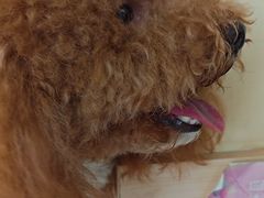 -宠颐生宠物医院·骨外科·犬猫全科诊疗中心(池州店)