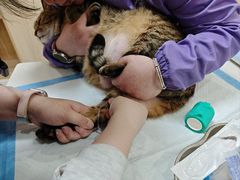 -恒幸动物医院·急重症转诊中心·神经内外科·CT核磁