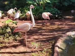 -海南热带野生动植物园