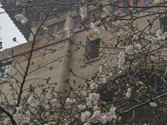 -武汉大学-樱园