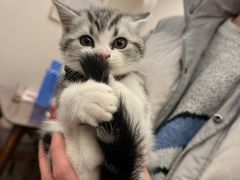 -欣宠猫屋·矮脚拿破仑·蓝金金渐层