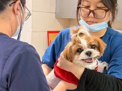 -申普宠物医院·心脏介入·心血管微创(总院)