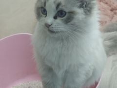 -青石桥花鸟鱼虫市场(叠翠城店)