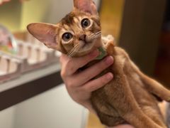 -猫大福·Fortune Cat猫舍(百子湾店)