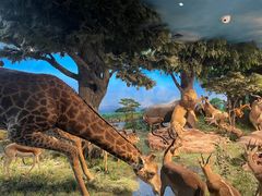 -国家自然博物馆