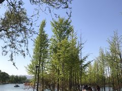 -石家庄市植物园