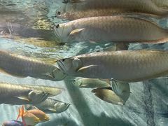 -上海动物园(地铁站)