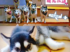 -Husky Go! 哈士奇体验馆·宠物咖啡厅狗咖