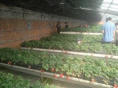 -甜心庄园·甜心草莓采摘园(西青中北店)