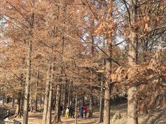 -白水寺森林公园
