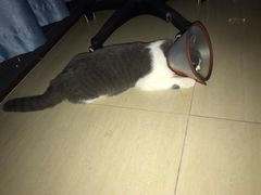 -创凡宠物医院·骨专科  猫科中心(西乡分院)