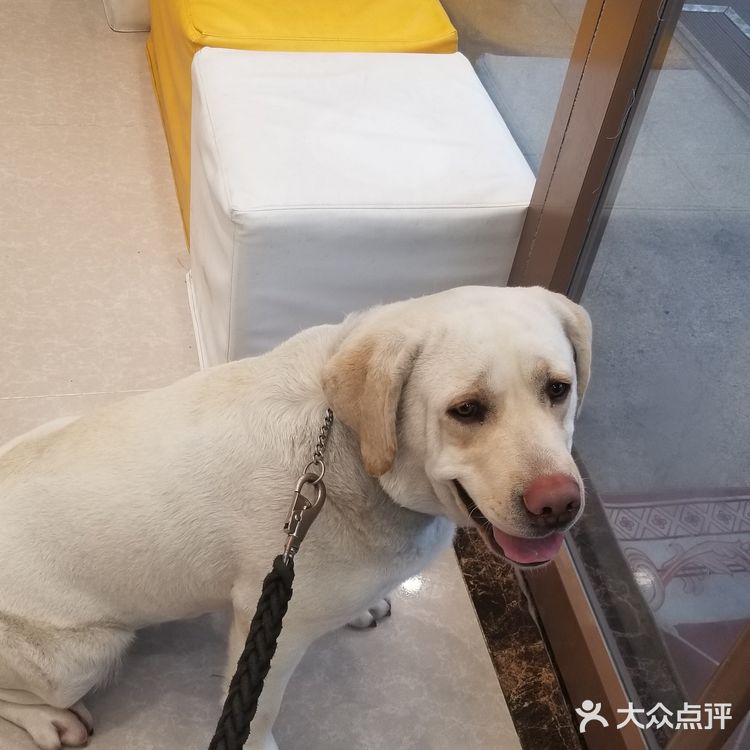 为什么狗狗要定期洗澡