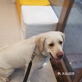 为什么狗狗要定期洗澡