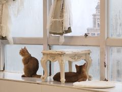 -共舞时光猫咖·狗咖(新街口店)