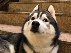 -more than meow吴止猫主题餐厅(承德 中船汇店)