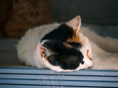 -北京市陈经纶中学