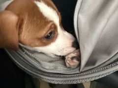 -汪喵宠物医院·骨科心脏影像·犬猫急重症ICU诊疗中心(成华分院)