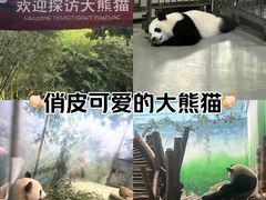 -成都大熊猫繁育研究基地