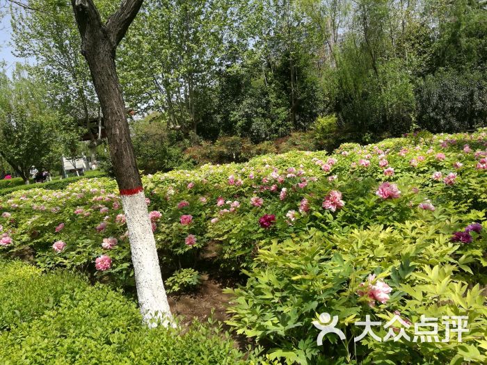 西安牡丹苑图片 - 第43张