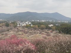 -香雪海