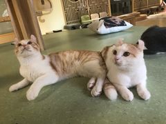 -猫和宫(六道口店)