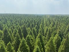 -黄海国家森林公园