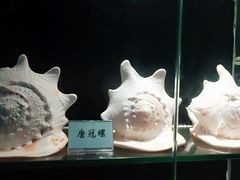 -广东惠东海龟国家级自然保护区