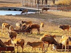-北京麋鹿生态实验中心