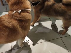 -柴务处·柴犬主题狗咖