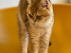 -有喵·猫咖·狗咖·40+猫狗有小奶狗(岗厦店)