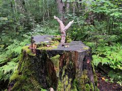 -五营红松林海景区