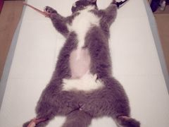 -灵美宠物诊所