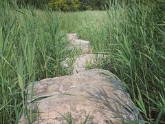 -西青郊野公园