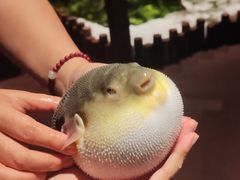 -肆月河豚·淮扬菜·湘菜(华天店)