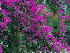 -大妙火锅·非物质文化遗产(东湖公园店)