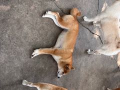 -柴犬高等学院·狗咖·柴犬售卖·宠物训练