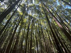 -山王坪喀斯特国家生态公园