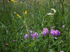 -白草畔自然风景区