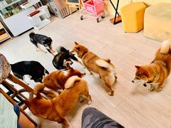 -柴犬高等学院·狗咖·柴犬售卖·宠物训练