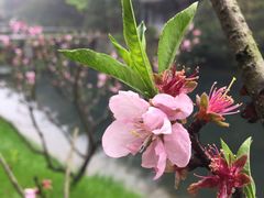 -常德桃花源景区